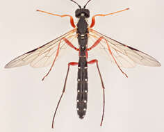 Image of Sabre wasp