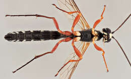 Image of Sabre wasp