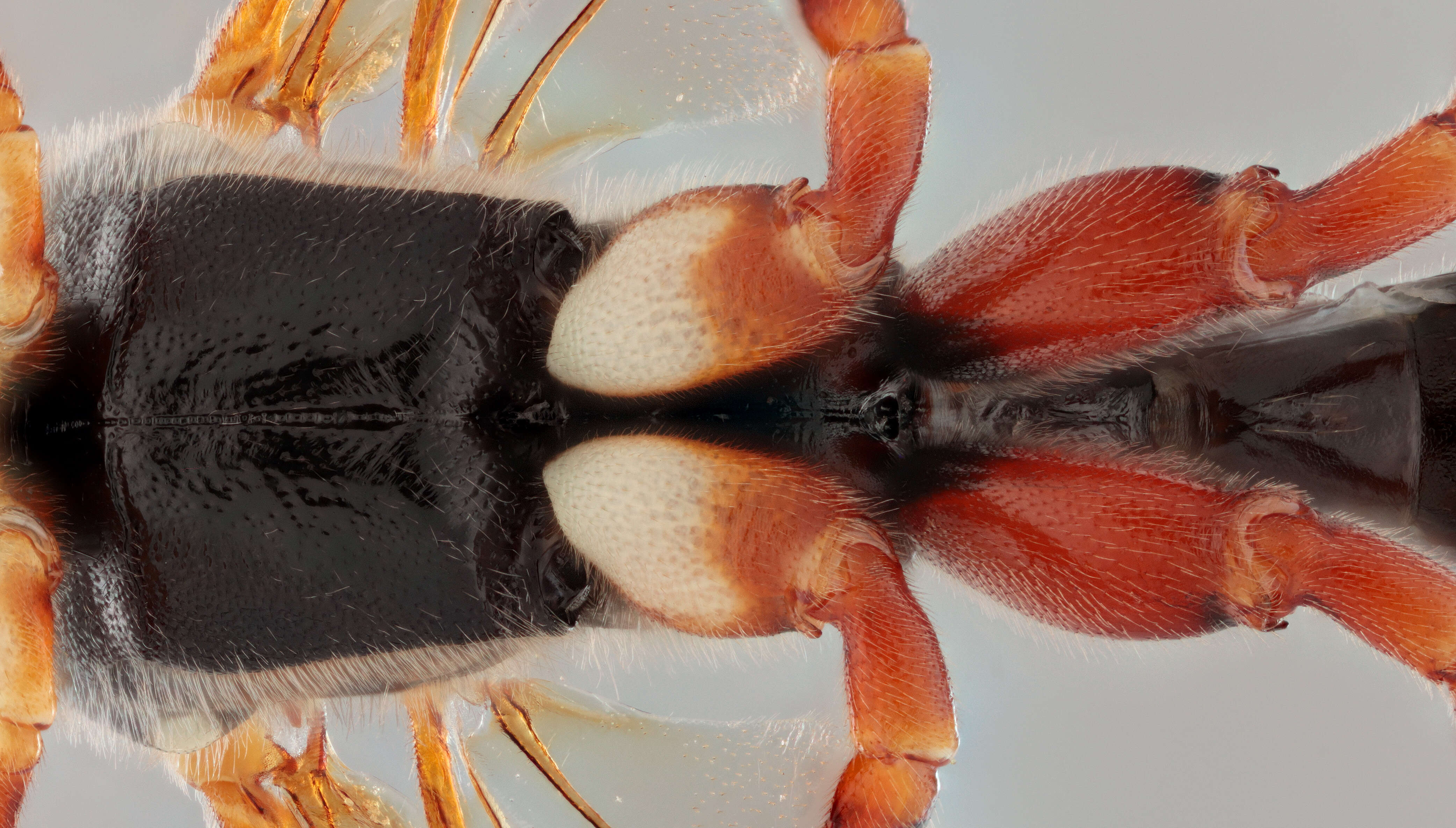 Image of Sabre wasp