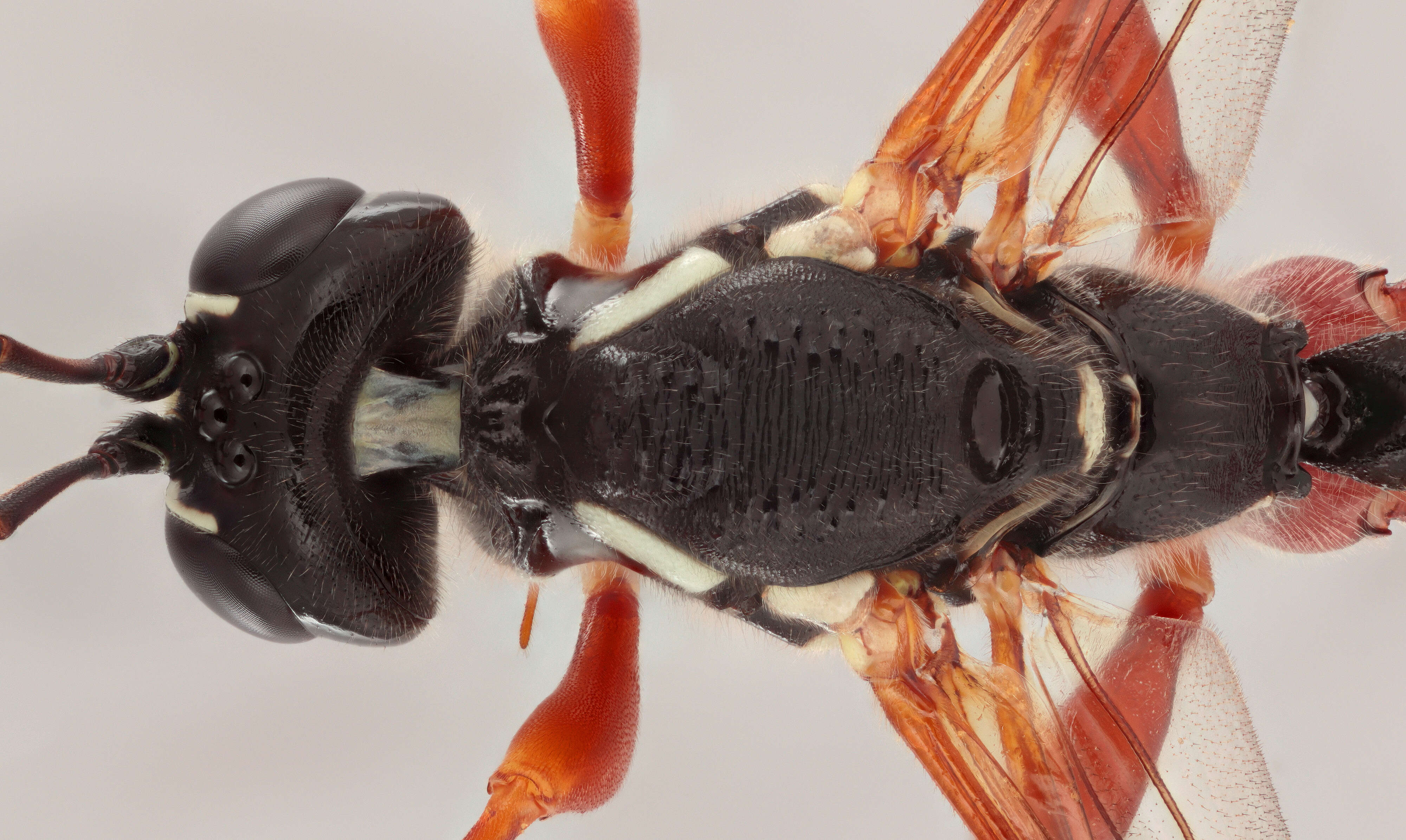 Image of Sabre wasp