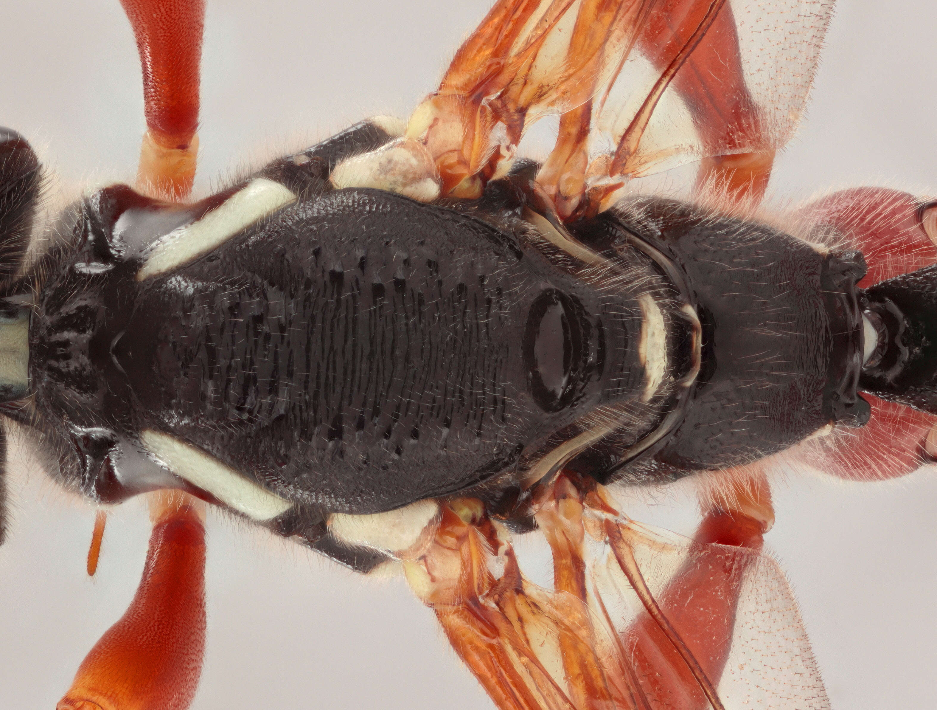 Image of Sabre wasp