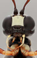 Image of Sabre wasp