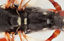 Image of Sabre wasp