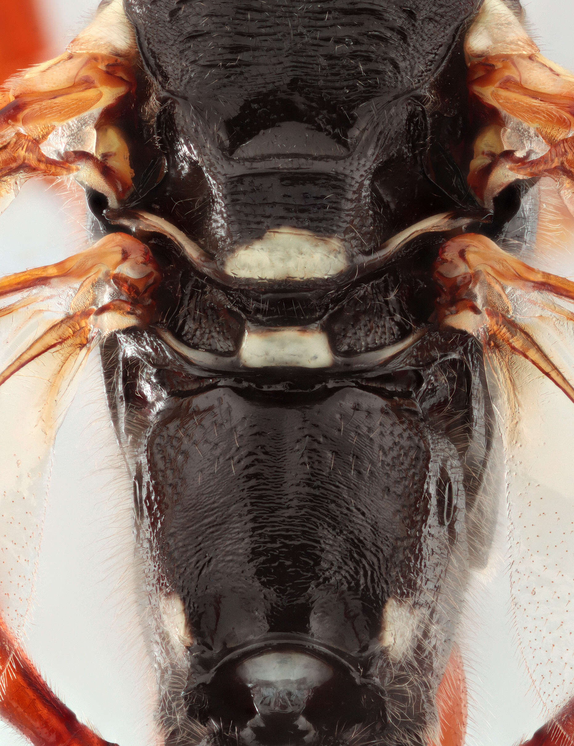 Image of Sabre wasp