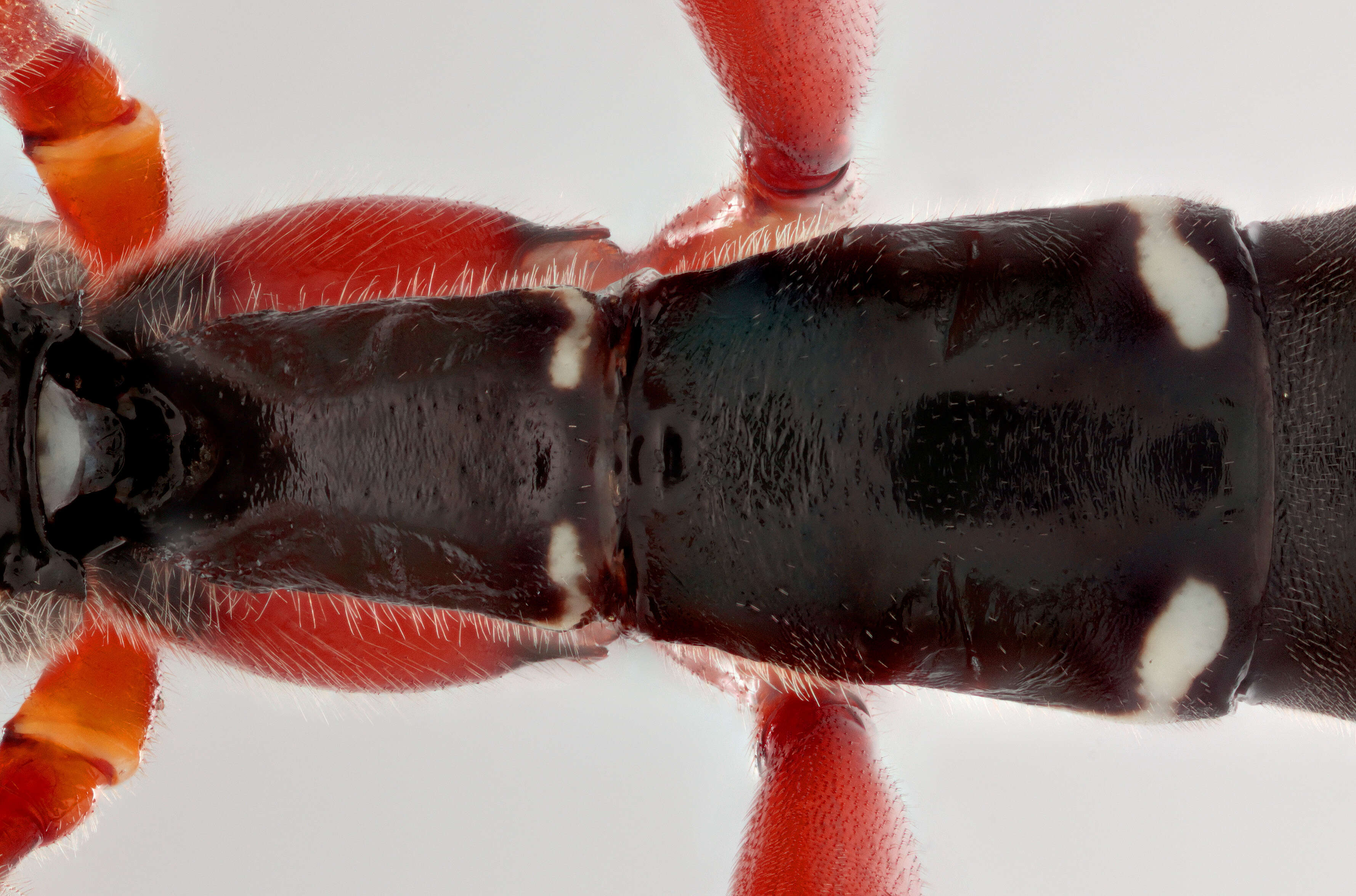 Image of Sabre wasp