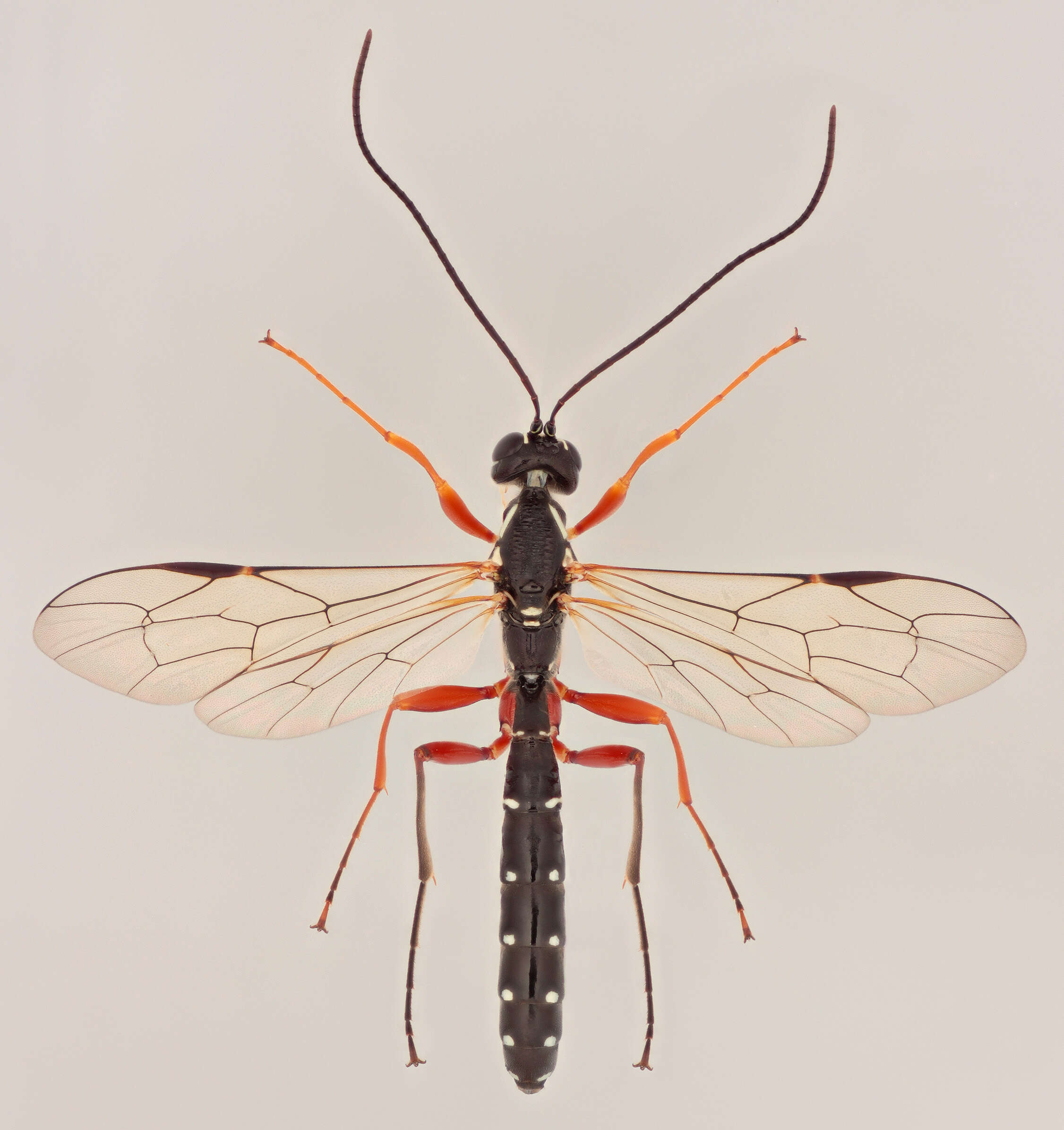 Image of Sabre wasp