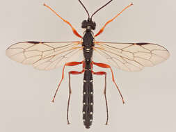 Image of Sabre wasp