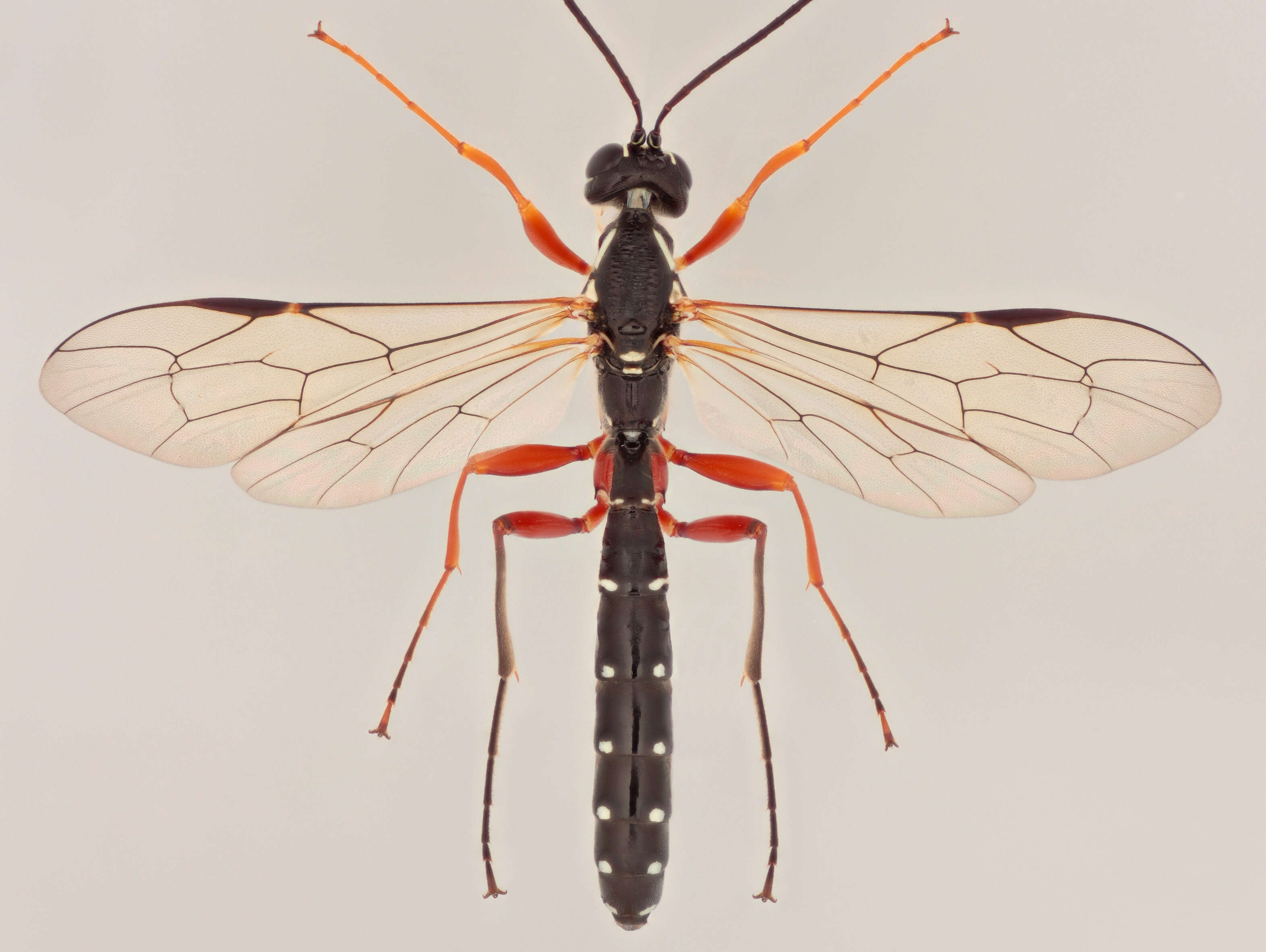 Image of Sabre wasp