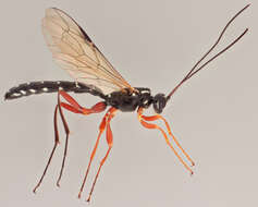 Image of Sabre wasp