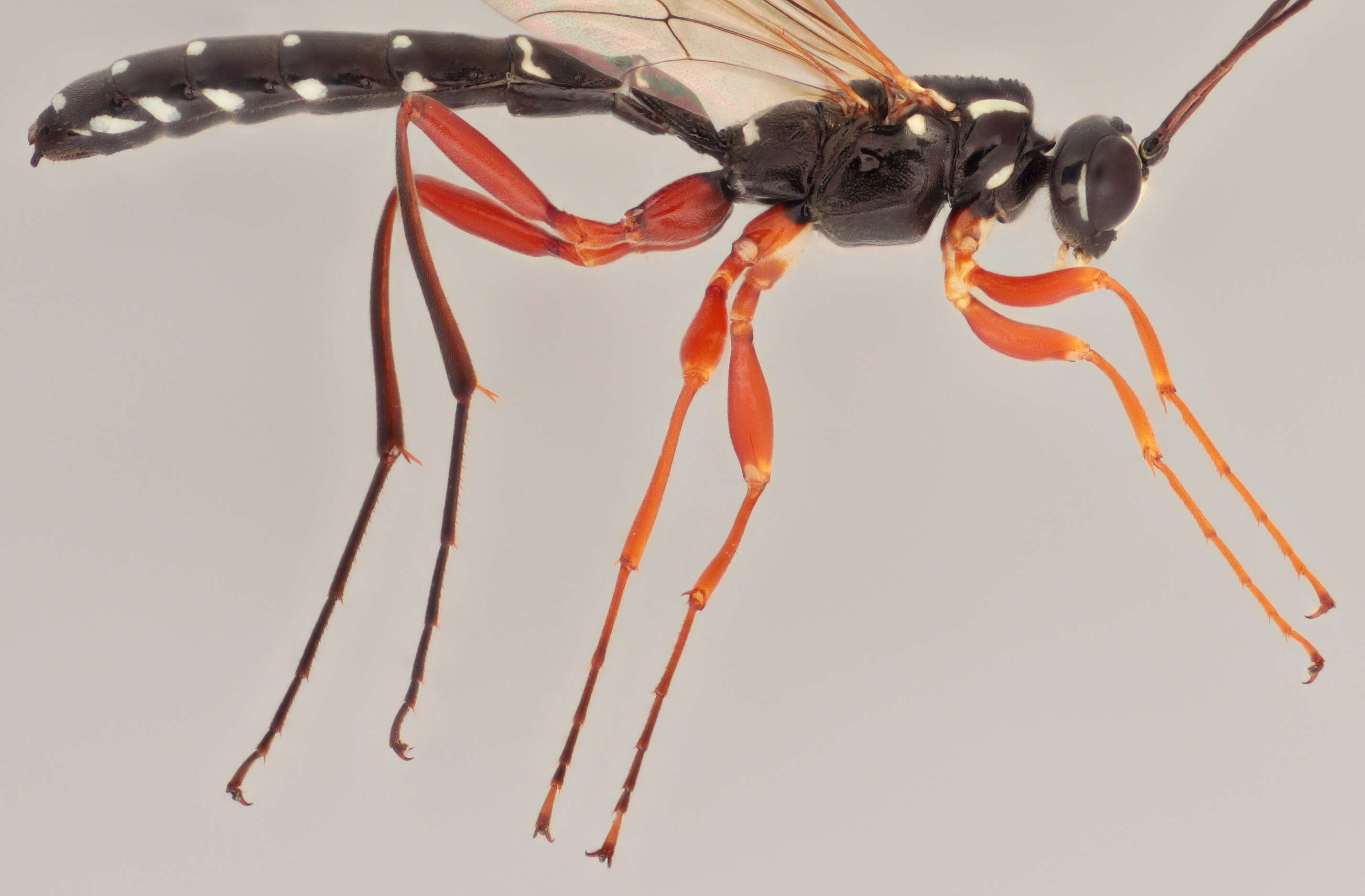 Image of Sabre wasp