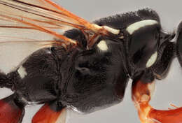 Image of Sabre wasp