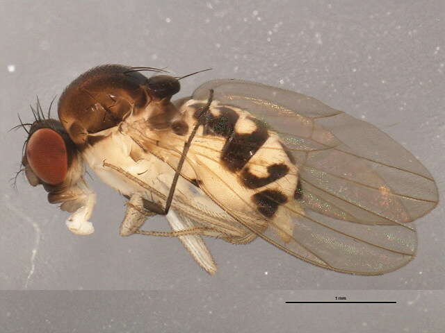 Image of Mycodrosophila dimidiata (Loew 1862)