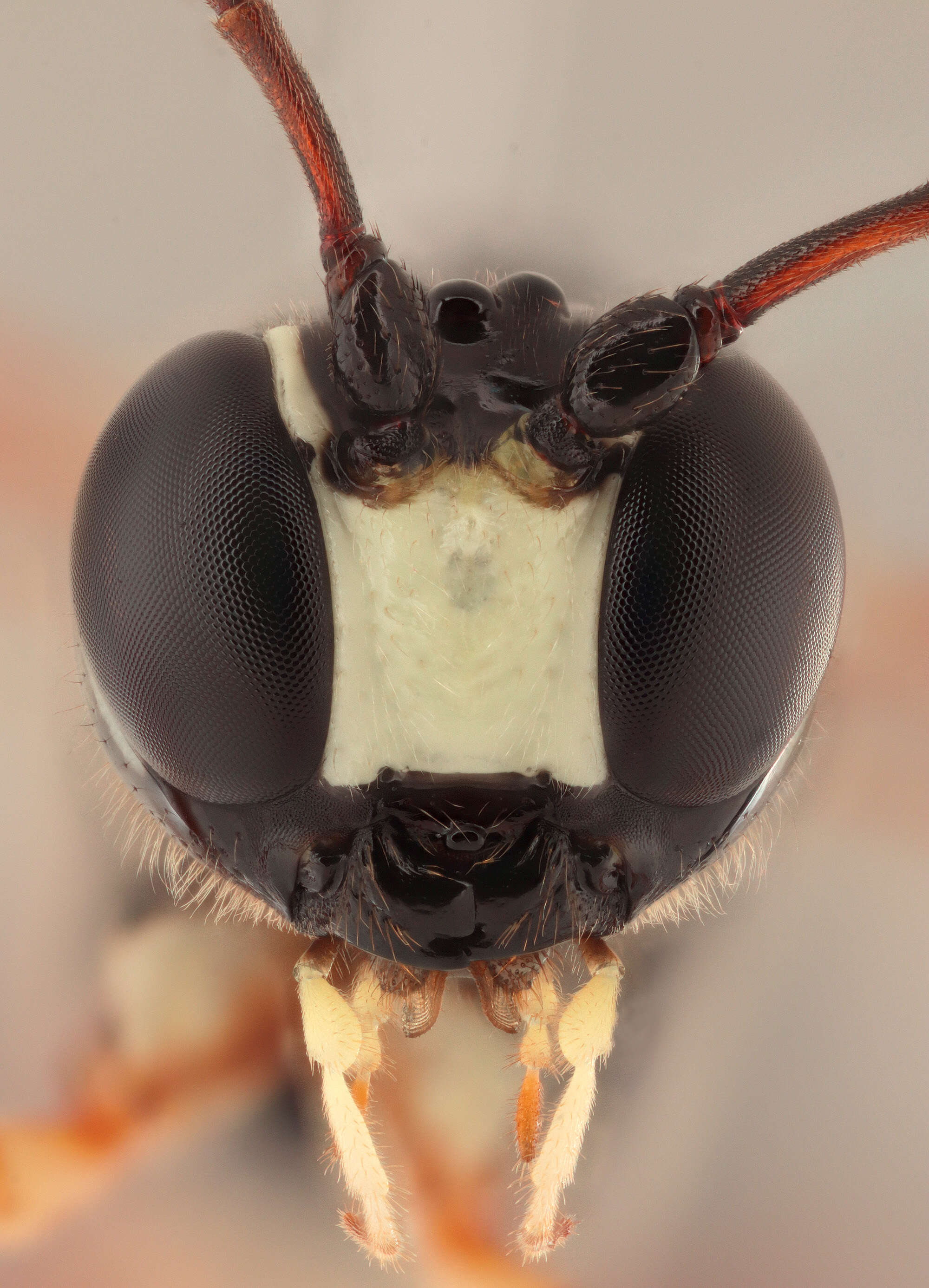 Image of Sabre wasp