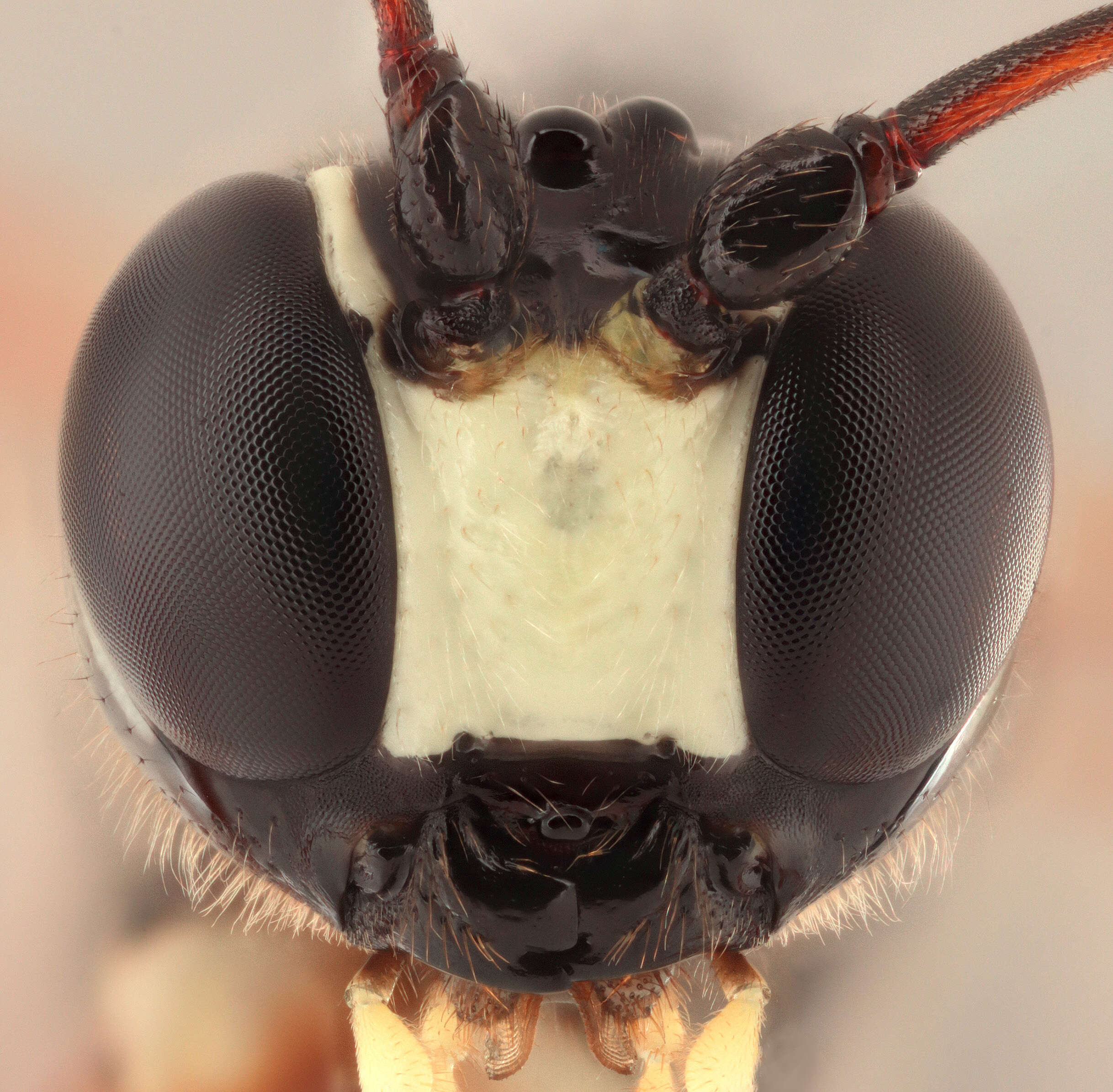 Image of Sabre wasp