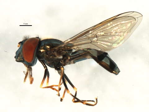 Image of Platycheirus obscurus (Say 1824)