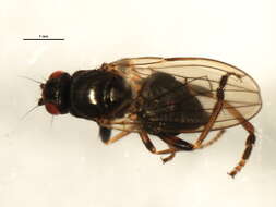 Image of Fly