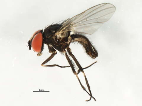 Image of Fannia metallipennis (Zetterstedt 1838)