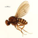 Image of Drosophila colorata Walker 1849