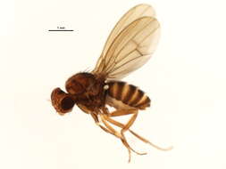 Image of Drosophila colorata Walker 1849