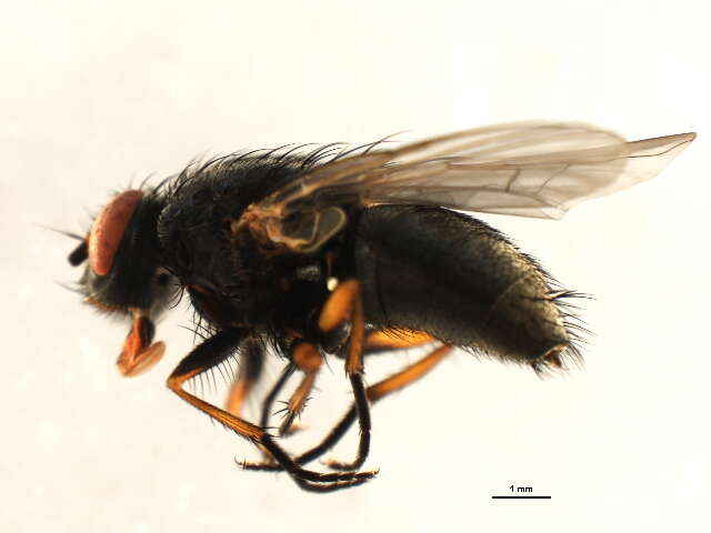 Image of False stable fly