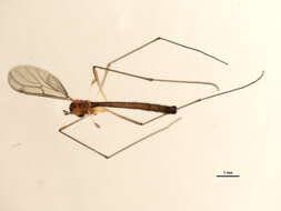 صورة Bolitophila austriaca (Mayer 1950)