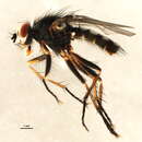 Image of Eustalomyia