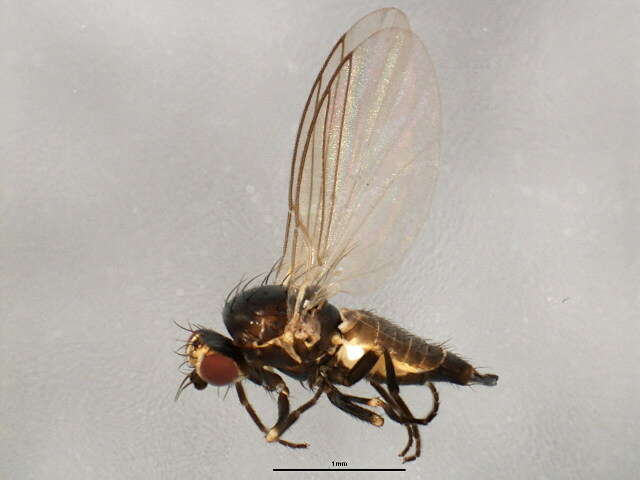 Imagem de Chromatomyia fuscula Zetterstedt 1838