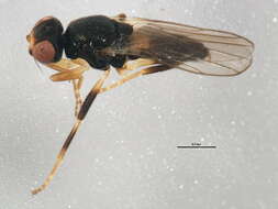 Image of Oscinisoma alienum (Becker 1912)