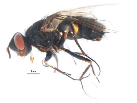 Image of Cryptomeigenia CR