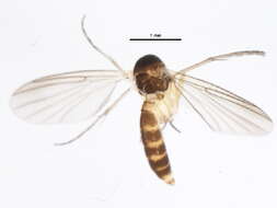 Image of Trichonta submaculata (Staeger 1840)