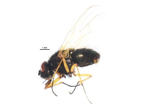 Image de Phaonia soccata (Walker 1849)