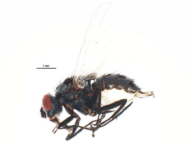 Image of Anthomyia pluvialis (Linnaeus 1758)