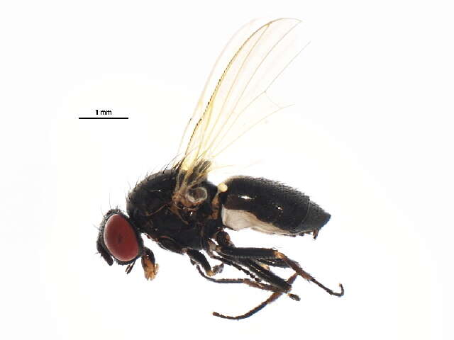 Fannia aethiops Malloch 1913 resmi