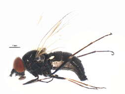 Image of Symphoromyia fulvipes Bigot 1887