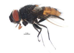 Image of Winthemia illinoensis