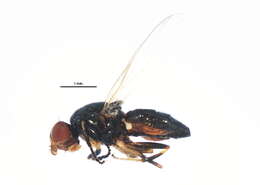 Sivun <i>Liopiophila varipes</i> kuva