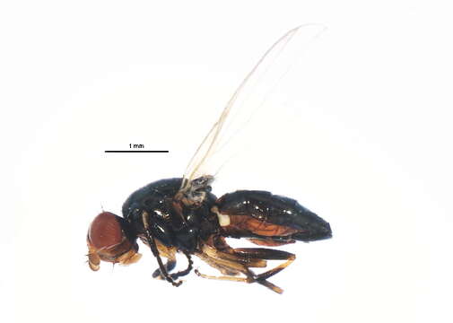 Image of <i>Liopiophila varipes</i>