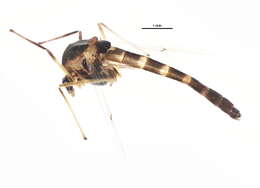 Image of Chironomus melanescens Keyl 1961