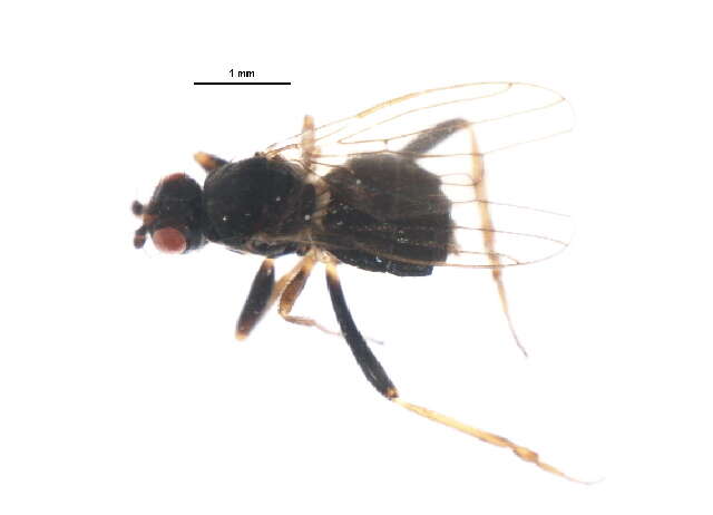 Copromyza neglecta (Malloch 1913) resmi