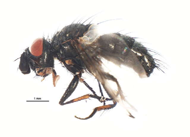 Image of Blepharomyia pagana (Meigen 1824)