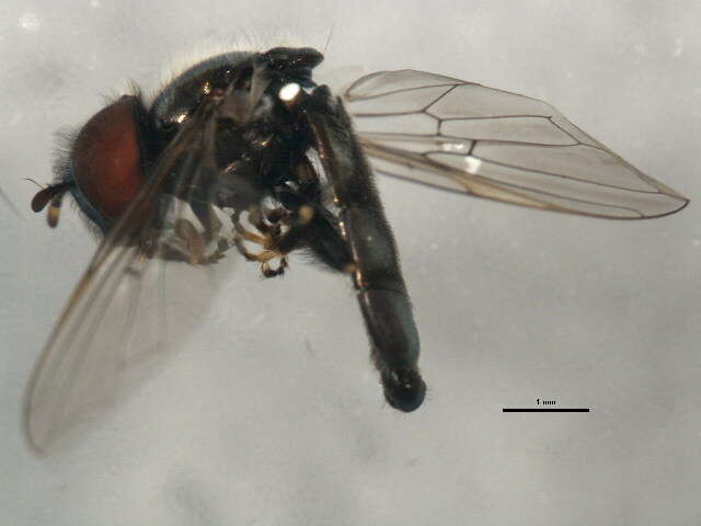 Image of Trichopsomyia apisaon Walker 1849