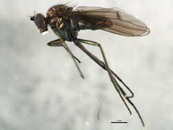 Imagem de Hydrophorus alboflorens (Walker 1849)