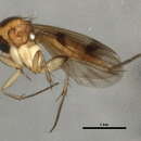 Image of Mycetophila