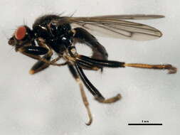 Copromyza neglecta (Malloch 1913) resmi