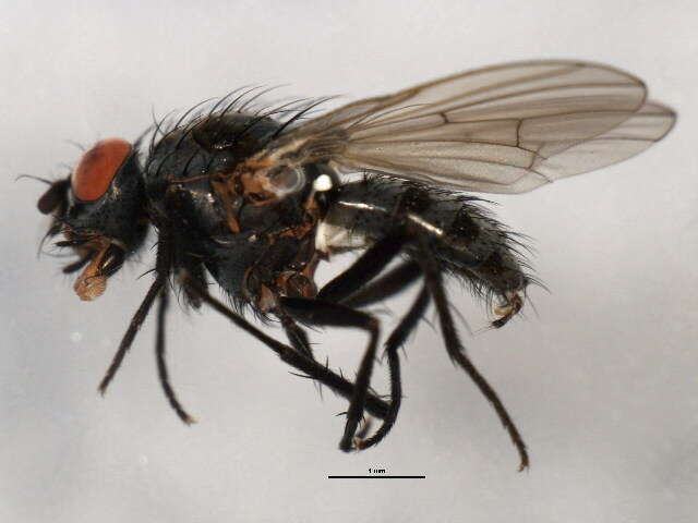 Image of Anthomyia pluvialis (Linnaeus 1758)