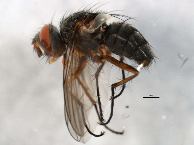 Image of Cryptomeigenia CR