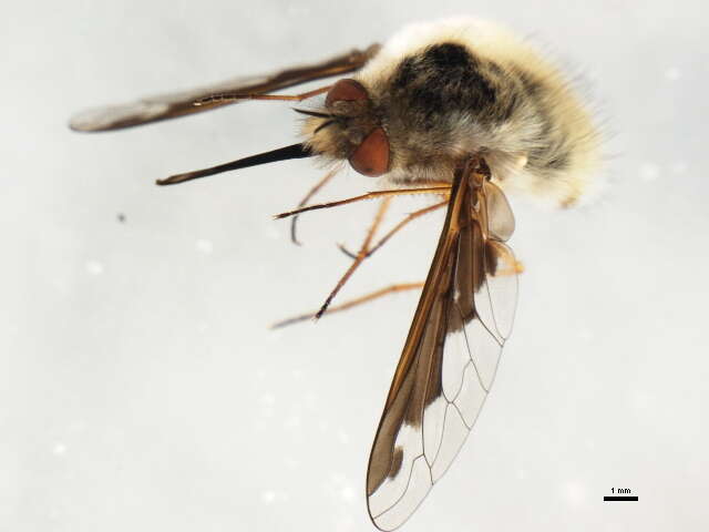 Image of Large bee-fly