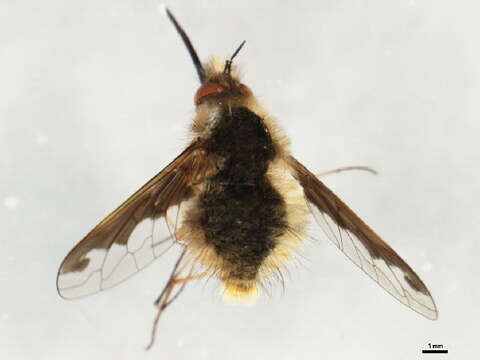 Image of Large bee-fly