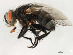 Image of Phorocera