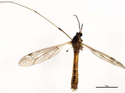 Image of Tipula (Lunatipula) dorsimacula Walker 1848